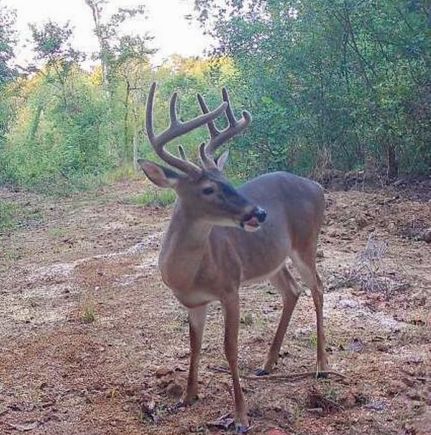 Timberland Property for sale in Warren County, Mississippi