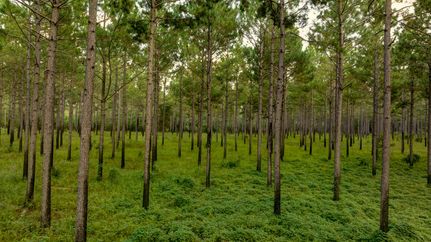 Property for sale in Calhoun County, Georgia