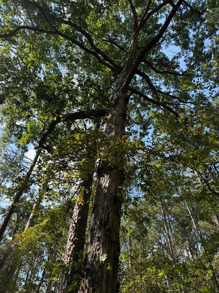 Property for sale in Smith County, Mississippi