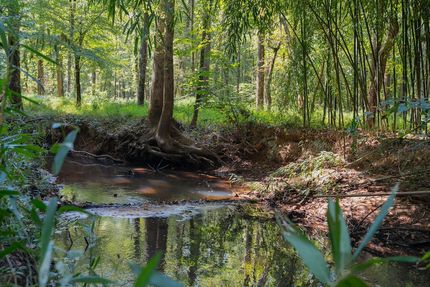 Hunting Land for sale in Union County, North Carolina