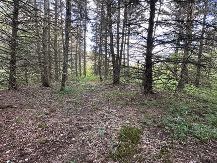 Hunting Land for sale in Allegany County, New York