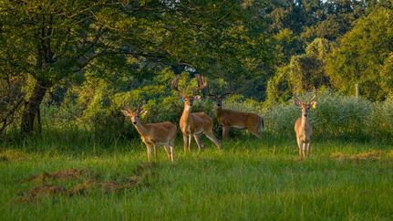 Property for sale in Anderson County, Texas