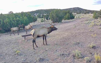 Property for sale in Catron County, New Mexico