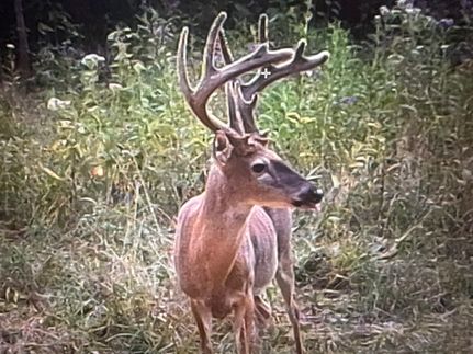 Property for sale in Wayne County, Kentucky