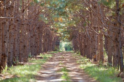 Property for sale in Hampton County, South Carolina