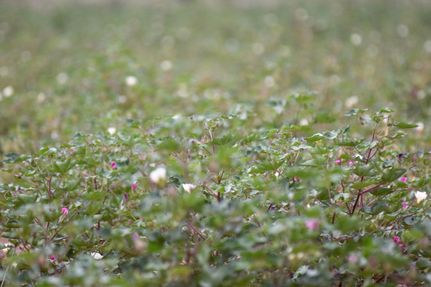 Ranch Property for sale in Cottle County, Texas