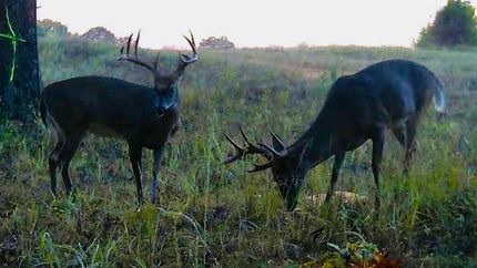 Ranch Property for sale in Izard County, Arkansas