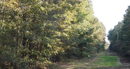 Hunting Land for sale in Bowie County, Texas