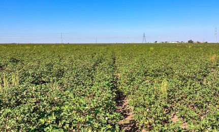 Farm Property for sale in Lubbock County, Texas