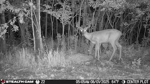 Property in Morrison County, Minnesota