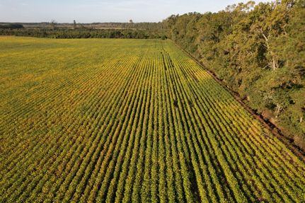 Undeveloped Land for sale in Williamsburg County, South Carolina