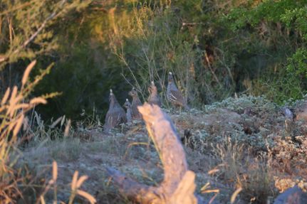 Property for sale in Zapata County, Texas