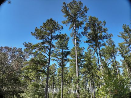 Property for sale in Orangeburg County, South Carolina