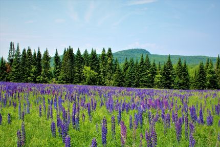 Recreational Property for sale in Chittenden County, Vermont