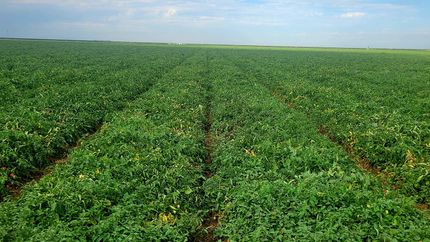 Farm Property for sale in Fresno County, California