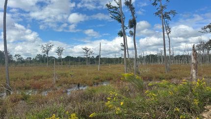 Property for sale in Screven County, Georgia