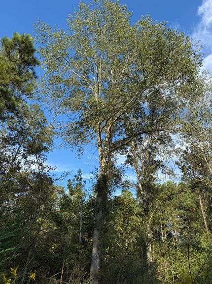 Property for sale in Scott County, Mississippi