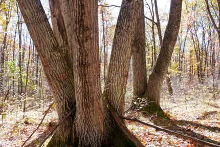 Property for sale in Taylor County, Wisconsin