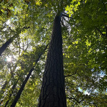 Property for sale in Wake County, North Carolina