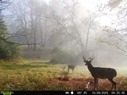 Hunting Land for sale in Cameron County, Pennsylvania