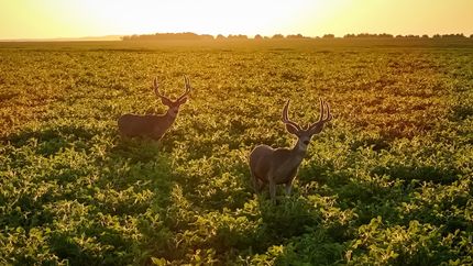 Property for sale in Sully County, South Dakota