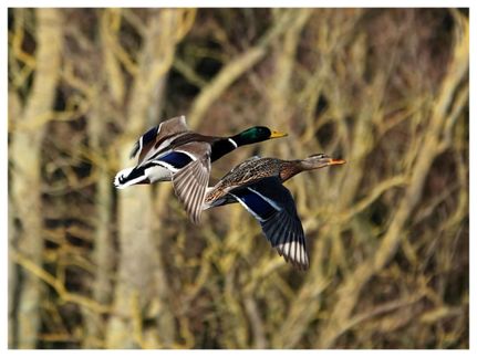 Property for sale in Jackson County, Arkansas