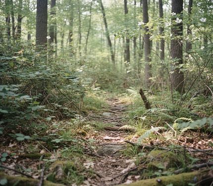 Timberland Property for sale in Stone County, Arkansas