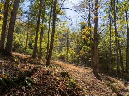 Undeveloped Land for sale in Greenbrier County, West Virginia