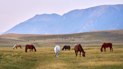 Residential Property for sale in Albany County, Wyoming