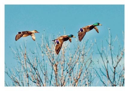 Timberland Property for sale in Monroe County, Arkansas