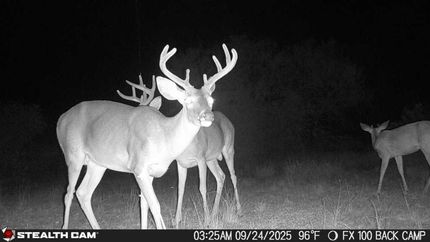 Property for sale in Duval County, Texas