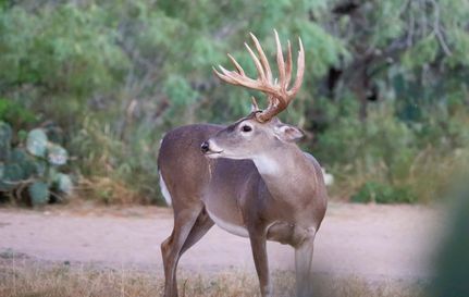 Property for sale in La Salle County, Texas