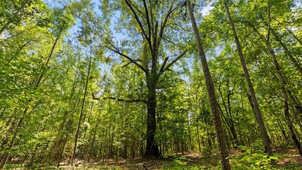 Property for sale in Marion County, Georgia