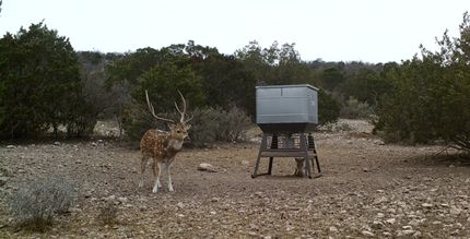 Hunting Land for sale in Edwards County, Texas