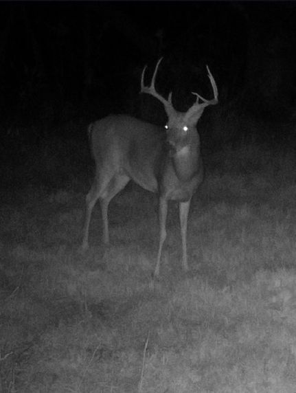 Hunting Land for sale in Hickman County, Kentucky