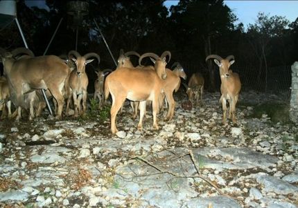 Property for sale in Edwards County, Texas