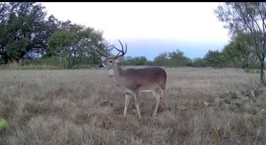 Undeveloped Land for sale in Mills County, Texas