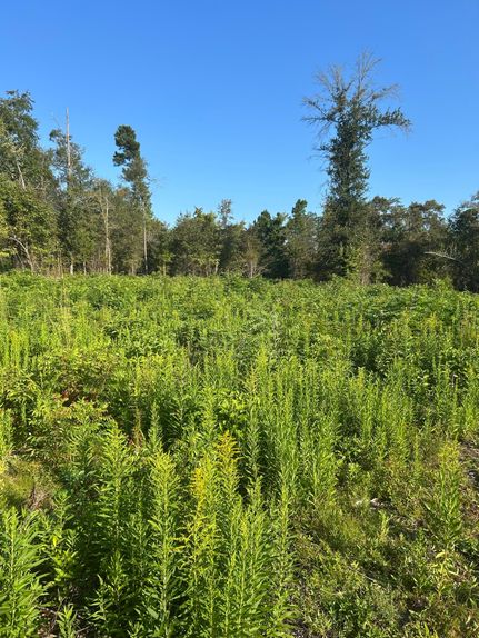 Property for sale in Upshur County, Texas