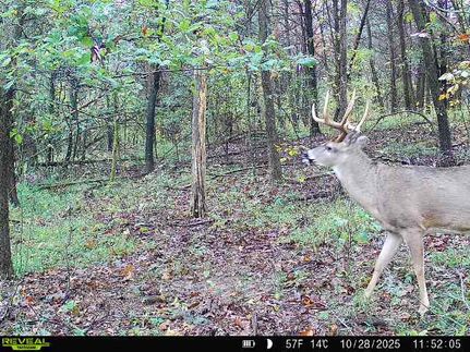 Timberland Property for sale in Pope County, Illinois