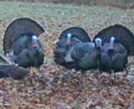 Property for sale in Ohio County, Kentucky