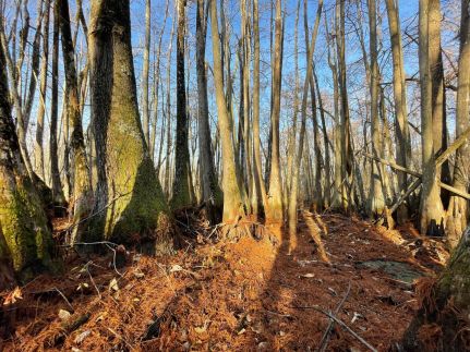 Property for sale in Holmes County, Mississippi