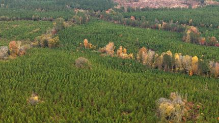 Timberland Property for sale in Richmond County, North Carolina