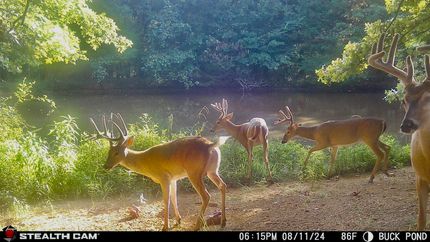 Property for sale in Cedar County, Missouri