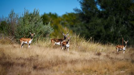 Residential Property for sale in Kerr County, Texas