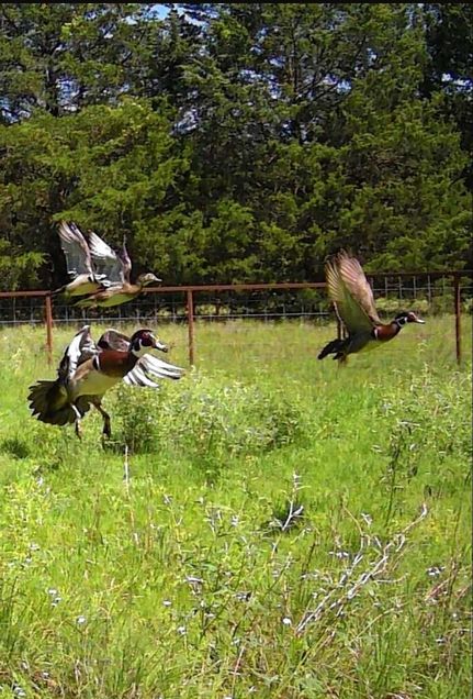 Ranch Property for sale in Grayson County, Texas