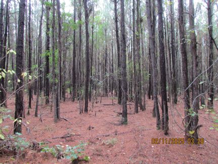 Timberland Property for sale in Williamsburg County, South Carolina