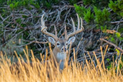 Property for sale in Kerr County, Texas