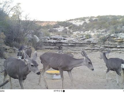 Property for sale in Terrell County, Texas