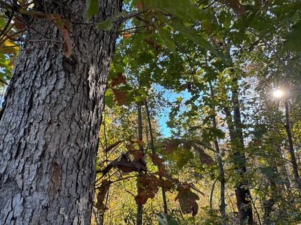 Property for sale in Tallapoosa County, Alabama