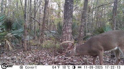 Property for sale in Rapides Parish, Louisiana